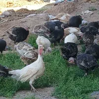 بوقلمون وجوجه