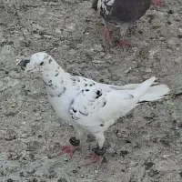 کفتر شهرستانی