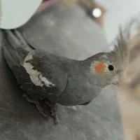 فروش پنده