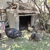 مرغ|حیوانات مزرعه|اردبیل, |دیوار