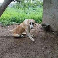 طوله آلبای ۴ماهه
