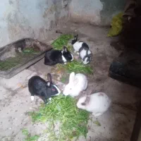 خرگوش|موش و خرگوش|گرگان, |دیوار