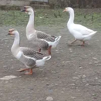 قو غاز