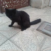گربه خانگی ومهربون