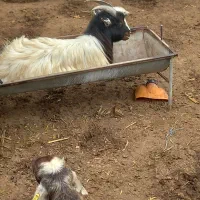 فروش بزغاله