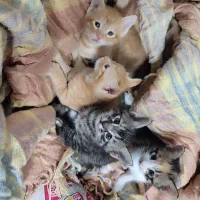 واگذاری بچه گربه و مادر همگی بیمار