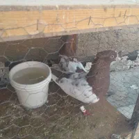 گم‌شده