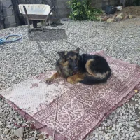 سگ ژرمن گمشده