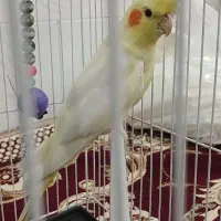 ‌جفت‌طوطی‌عروس‌‌لوتینو