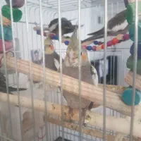 عروس هلندی