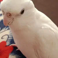 عروس هلندی نر سخنگو آلبینو
