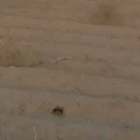 ۳۲۰۰متر زمین کشاورزی