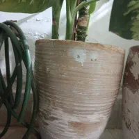 گل دیفن|گل و گیاه طبیعی|نیشابور, شهید بهشتی|دیوار