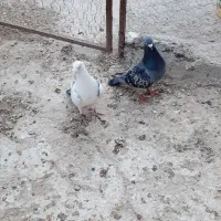 مسافتی|پرنده|بناب, |دیوار