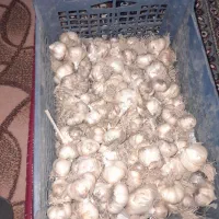 سیر