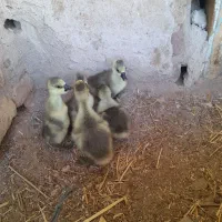 جوجه قوغاز