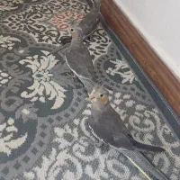 عروس‌هلندی‌نر‌ماده رام‌دستی