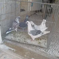 کفتر گرفتنی