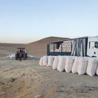 کاه گندم دیم