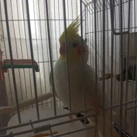 عروس‌هلندی نر