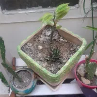 گیاه کاکتوس رونده پنچه ای اویز بنفش بنجامین