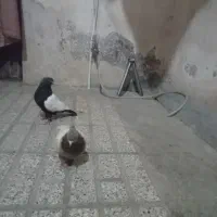 یک جفت سینه سیاه کله الماسی