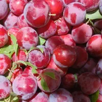 الو قرمز