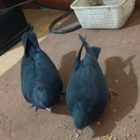 کبوتر ابادانی