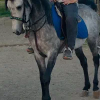کشش شاهان نوری