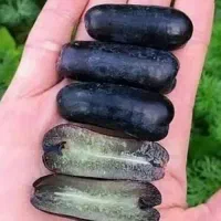 نهال انگور وارداتی عمده و خرده