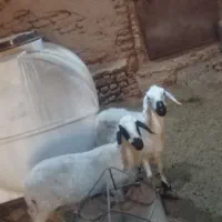 میش