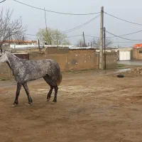 اسب مادیان ۶ساله