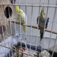 عروس هلندی چشم شرابی