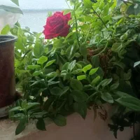 گل آپارتمانی
