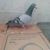 کبوتر پلاکی اصل