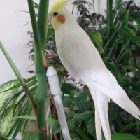 تعدادی عروس هلندی