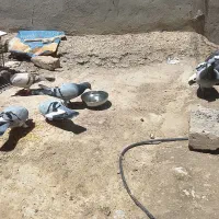 کفتر|پرنده|بجنورد, |دیوار