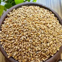 گندم سیروان