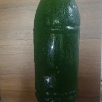 فیتوپلانکتون و روتیفر آب شور