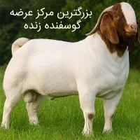 بره افشار