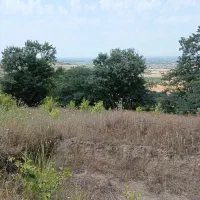زمین جفت جنگل
