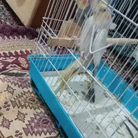 مفت مفت