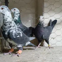 سینه سفید بزک اسپیکی شامی آلمانی سرور ارده ای