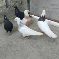 طوقی وزاغ فروشی