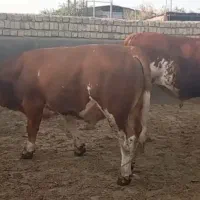 خریدار گاو. گوساله. چاق