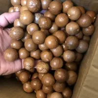 فندق ماکادمیا