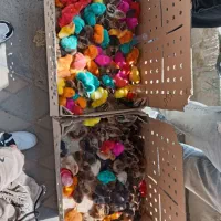 فروش عمده و خرده جوجه