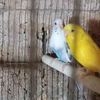 مرغ عشق جفت مولد واقعی