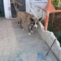 سگ نگهبان