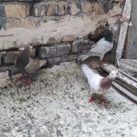 کبوتر سار هفترنگ، شکلاتی